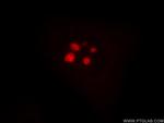 1A6/DRIM Antibody in Immunocytochemistry (ICC/IF)