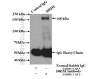 1A6/DRIM Antibody in Immunoprecipitation (IP)