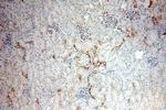 ARHGAP24 Antibody in Immunohistochemistry (Paraffin) (IHC (P))