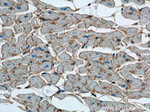 CD36 Antibody in Immunohistochemistry (Paraffin) (IHC (P))