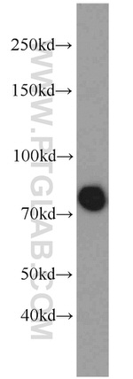 SORCS1 Antibody in Western Blot (WB)