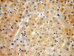 RAB12 Antibody in Immunohistochemistry (Paraffin) (IHC (P))