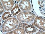 RAB12 Antibody in Immunohistochemistry (Paraffin) (IHC (P))