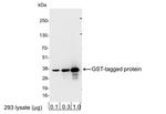 Glutathione-S-transferase (GST) Antibody in Western Blot (WB)