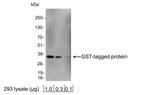 Glutathione-S-Transferase (GST) Antibody in Western Blot (WB)