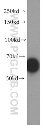 IRF2BP2 Antibody in Western Blot (WB)