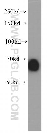 IRF2BP2 Antibody in Western Blot (WB)