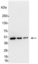 KT3 Antibody in Western Blot (WB)