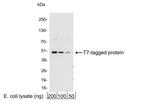 T7 Antibody in Western Blot (WB)