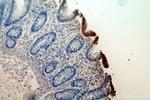 PCYOX1 Antibody in Immunohistochemistry (Paraffin) (IHC (P))