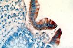 PCYOX1 Antibody in Immunohistochemistry (Paraffin) (IHC (P))