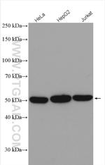 REXO4 Antibody in Western Blot (WB)