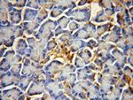 PTRF Antibody in Immunohistochemistry (Paraffin) (IHC (P))