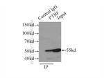 PTRF Antibody in Immunoprecipitation (IP)