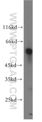 PTRF Antibody in Western Blot (WB)