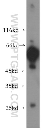 PTRF Antibody in Western Blot (WB)