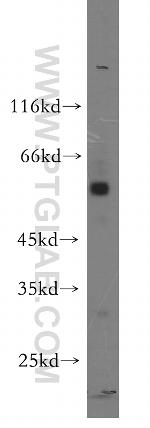 PTRF Antibody in Western Blot (WB)