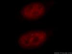 RBM16 Antibody in Immunocytochemistry (ICC/IF)