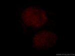 RBM16 Antibody in Immunocytochemistry (ICC/IF)