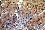 RBM16 Antibody in Immunohistochemistry (Paraffin) (IHC (P))