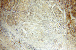 RBM16 Antibody in Immunohistochemistry (Paraffin) (IHC (P))