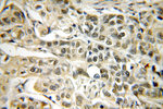 RBM16 Antibody in Immunohistochemistry (Paraffin) (IHC (P))