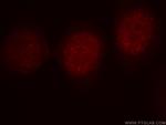 B-Myb Antibody in Immunocytochemistry (ICC/IF)