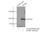 B-Myb Antibody in Immunoprecipitation (IP)