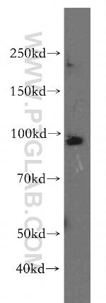 B-Myb Antibody in Western Blot (WB)