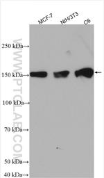 ZO-2 Antibody in Western Blot (WB)