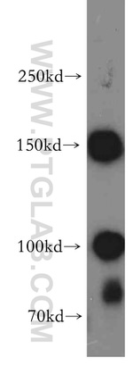 SOX13 Antibody in Western Blot (WB)