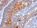 IgA Secretory Component/ECM1 Antibody in Immunohistochemistry (Paraffin) (IHC (P))