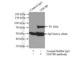 NDC80 Antibody in Immunoprecipitation (IP)