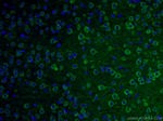 NF-H Antibody in Immunohistochemistry (PFA fixed) (IHC (PFA))