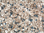 NF-H Antibody in Immunohistochemistry (Paraffin) (IHC (P))