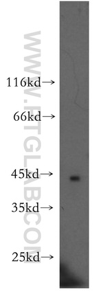 NECAB3 Antibody in Western Blot (WB)