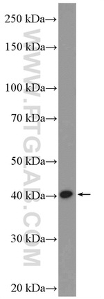 NECAB3 Antibody in Western Blot (WB)