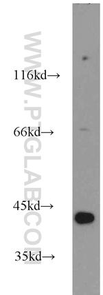 NECAB3 Antibody in Western Blot (WB)