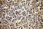 LSM7 Antibody in Immunohistochemistry (Paraffin) (IHC (P))