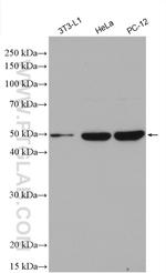 TGF Beta 3 Antibody in Western Blot (WB)