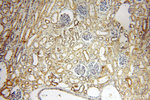 MYOD1 Antibody in Immunohistochemistry (Paraffin) (IHC (P))