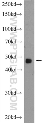 MYOD1 Antibody in Western Blot (WB)