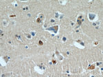 BBS7 Antibody in Immunohistochemistry (Paraffin) (IHC (P))