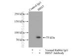 BBS7 Antibody in Immunoprecipitation (IP)