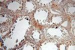 TEKT1 Antibody in Immunohistochemistry (Paraffin) (IHC (P))