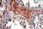 TEKT1 Antibody in Immunohistochemistry (Paraffin) (IHC (P))