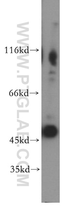 TEKT1 Antibody in Western Blot (WB)