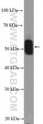 TEKT1 Antibody in Western Blot (WB)