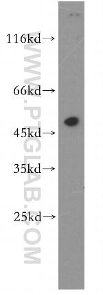 TEKT1 Antibody in Western Blot (WB)