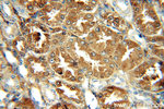 CRMP4 Antibody in Immunohistochemistry (Paraffin) (IHC (P))